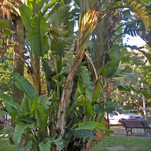 MUSA PARADISIACA seed image