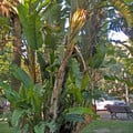 MUSA PARADISIACA seed image