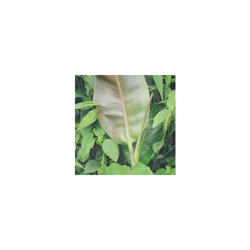 MUSA SIKKIMENSIS DARJEELING seed image