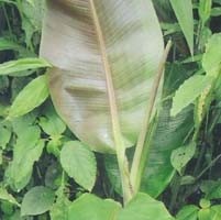 MUSA SIKKIMENSIS DARJEELING seed image