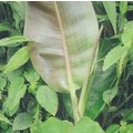 MUSA SIKKIMENSIS DARJEELING seed image