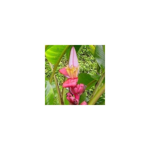 MUSA VELUTINA seed image
