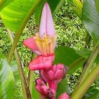 MUSA VELUTINA seed image