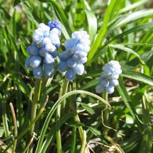 MUSCARI ARMENIACUM 'VALERIES FINNIS' seed image