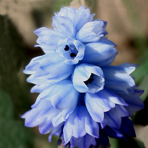 MUSCARI AZUREUM seed image