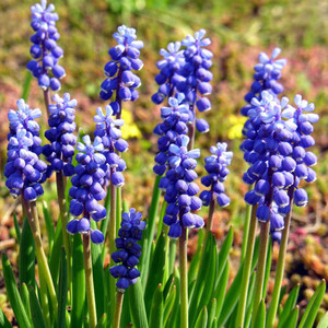 MUSCARI BOTRYOIDES seed image