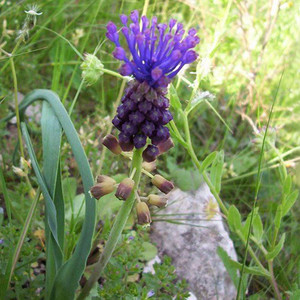 MUSCARI COMOSUM seed image