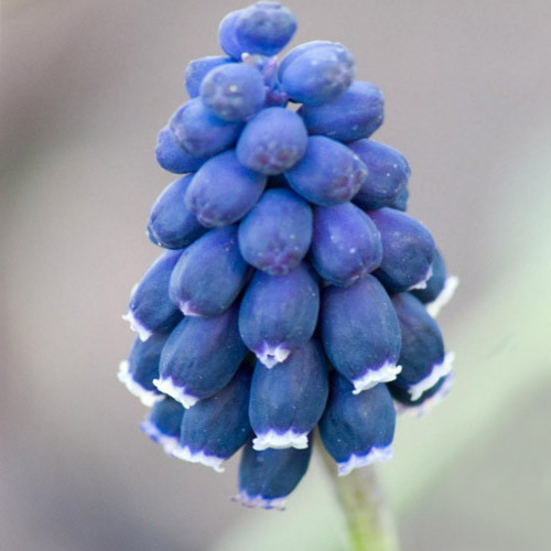 MUSCARI LEUCOSTOMUM seed image