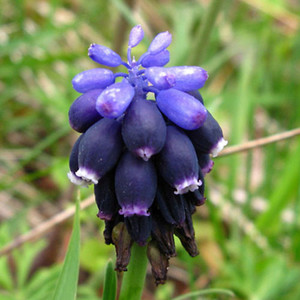MUSCARI NEGLECTUM seed image