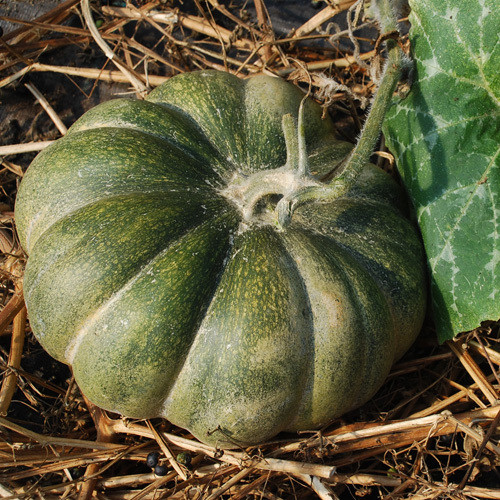 SQUASH MUSCAT DE PROVENCE seed image