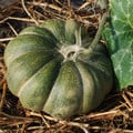 SQUASH MUSCAT DE PROVENCE seed image