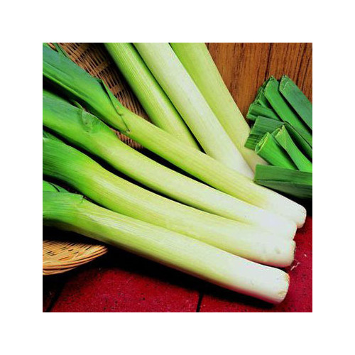 LEEK MUSSELBURGH seed image