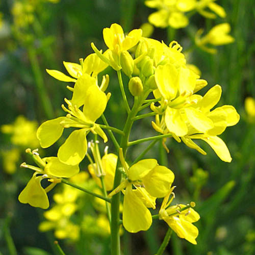 Mustard Flowers Information and Facts