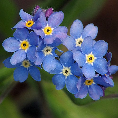 MYOSOTIS 'INDIGO BLUE' seed image