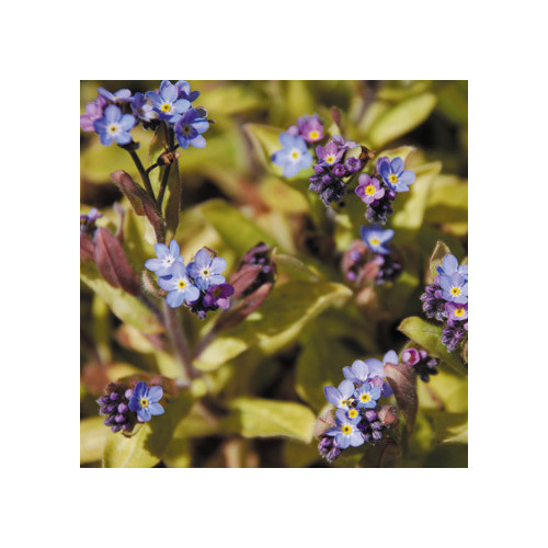 MYOSOTIS SYLVATICA ROLLED GOLD seed image