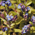 MYOSOTIS SYLVATICA ROLLED GOLD seed image