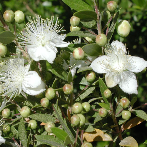 MYRTUS COMMUNIS SEEDS (True Myrtle) - Plant World Seeds