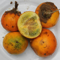 NARANJILLA seed image