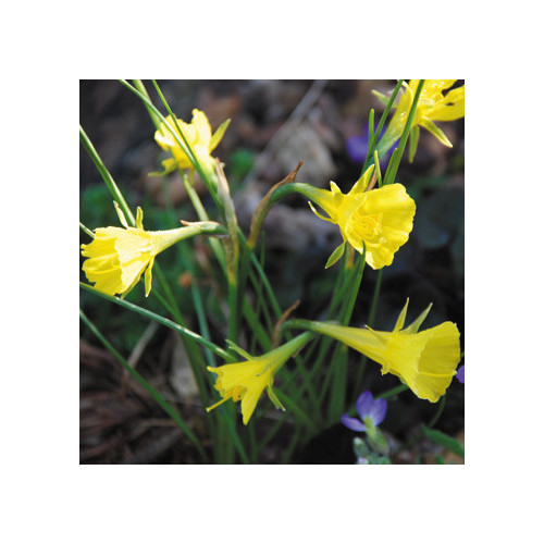 NARCISSUS BULBOCODIUM seed image