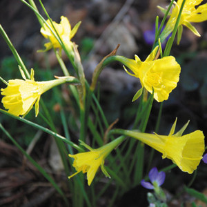 NARCISSUS BULBOCODIUM seed image