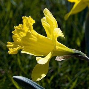 NARCISSUS CONFUSUS seed image