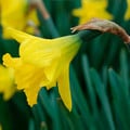 NARCISSUS OBVALLARIS seed image