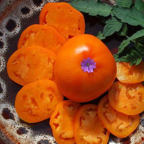 TOMATO NEBRASKA WEDDING seed image