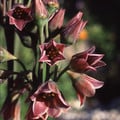 NECTAROSCORDUM SICULUM seed image