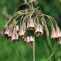 NECTAROSCORDUM SICULUM VAR BULGARICUM seed image
