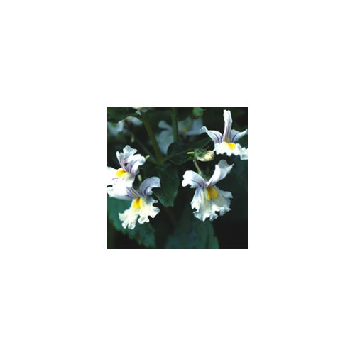 NEMESIA 'SNOWFLAKES' seed image