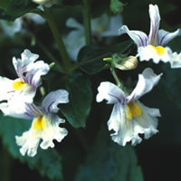 NEMESIA 'SNOWFLAKES' seed image