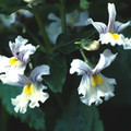 NEMESIA 'SNOWFLAKES' seed image
