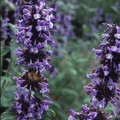 NEPETA CLARKEI seed image