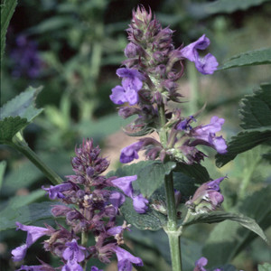 Catnip Nepeta mussini Catmint Perennial Flower 100 Seeds Cat Seeds Green  Plant