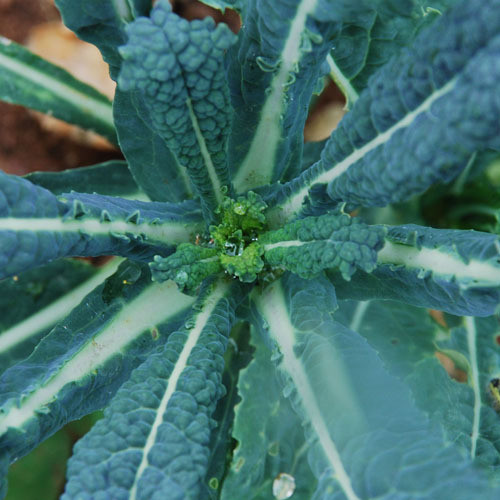 KALE NERO DI TOSCANA seed image