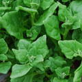 SPINACH NEW ZEALAND SPINACH seed image