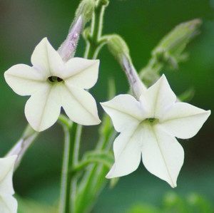 NICOTIANA ALATA seed image
