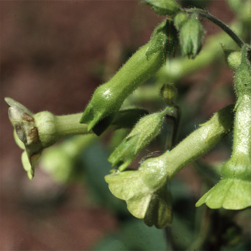NICOTIANA LANGSDORFII seed image