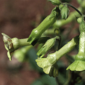 NICOTIANA LANGSDORFII seed image