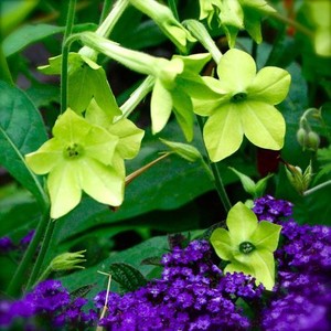 NICOTIANA SYLVESTRIS LIME GREEN seed image