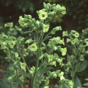 NICOTIANA RUSTICA 'MOP-CAP' seed image