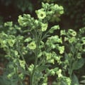 NICOTIANA RUSTICA 'MOP-CAP' seed image