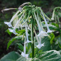 NICOTIANA SYLVESTRIS seed image