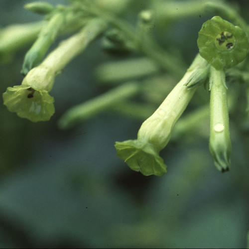 NICOTIANA 'TUBULAR BELLS' seed image