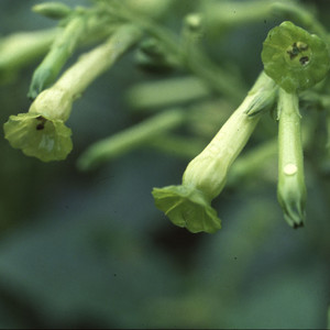 NICOTIANA 'TUBULAR BELLS' seed image