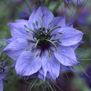 NIGELLA DAMASCENA seed image