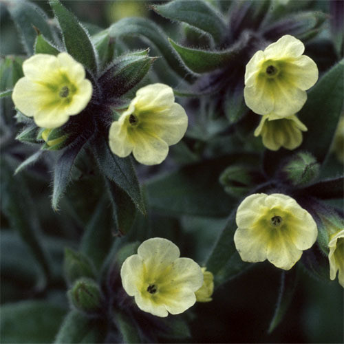 NONEA LUTEA seed image