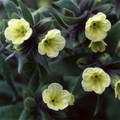 NONEA LUTEA seed image