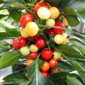 PEPPER NOSEGAY seed image