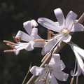 NOTHOLIRION CAMPANULTAUM seed image